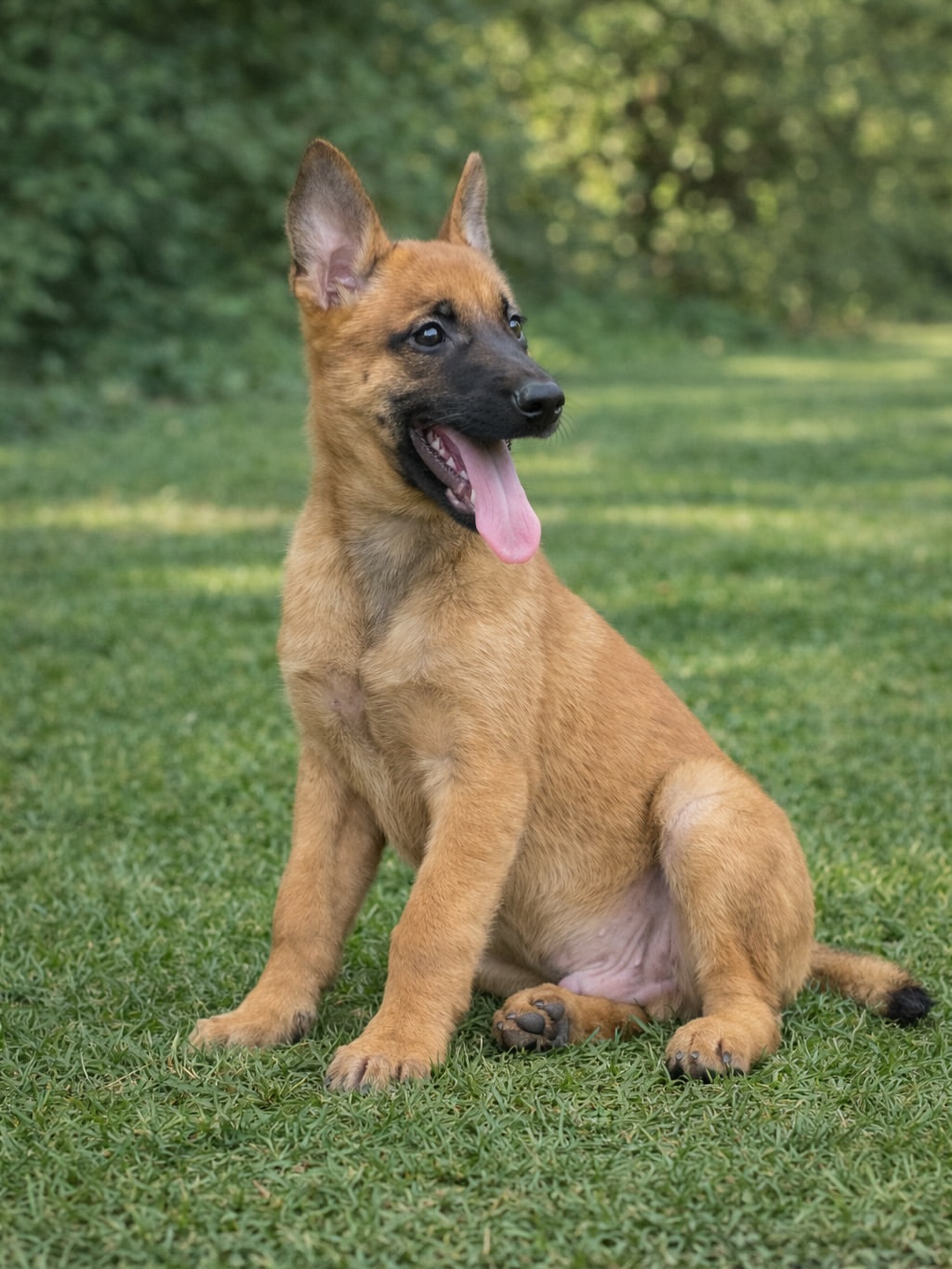 Belgian Malinois - ethically bred puppies