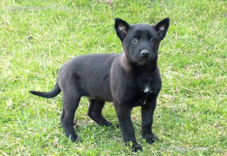 Harper - Belgian Malinois puppy