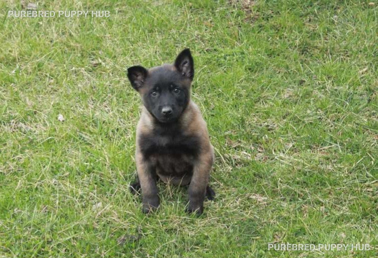 Fern - Belgian Malinois puppy
