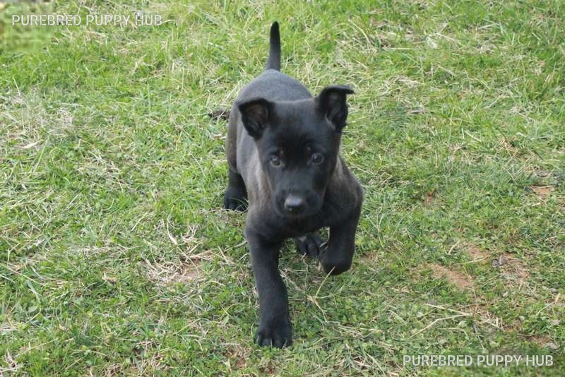 Holly - Belgian Malinois puppy