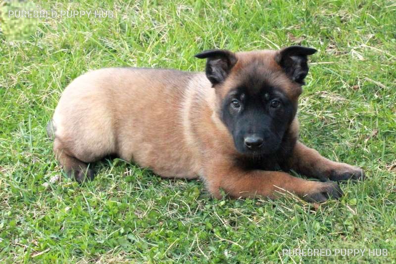 Nova - Belgian Malinois puppy