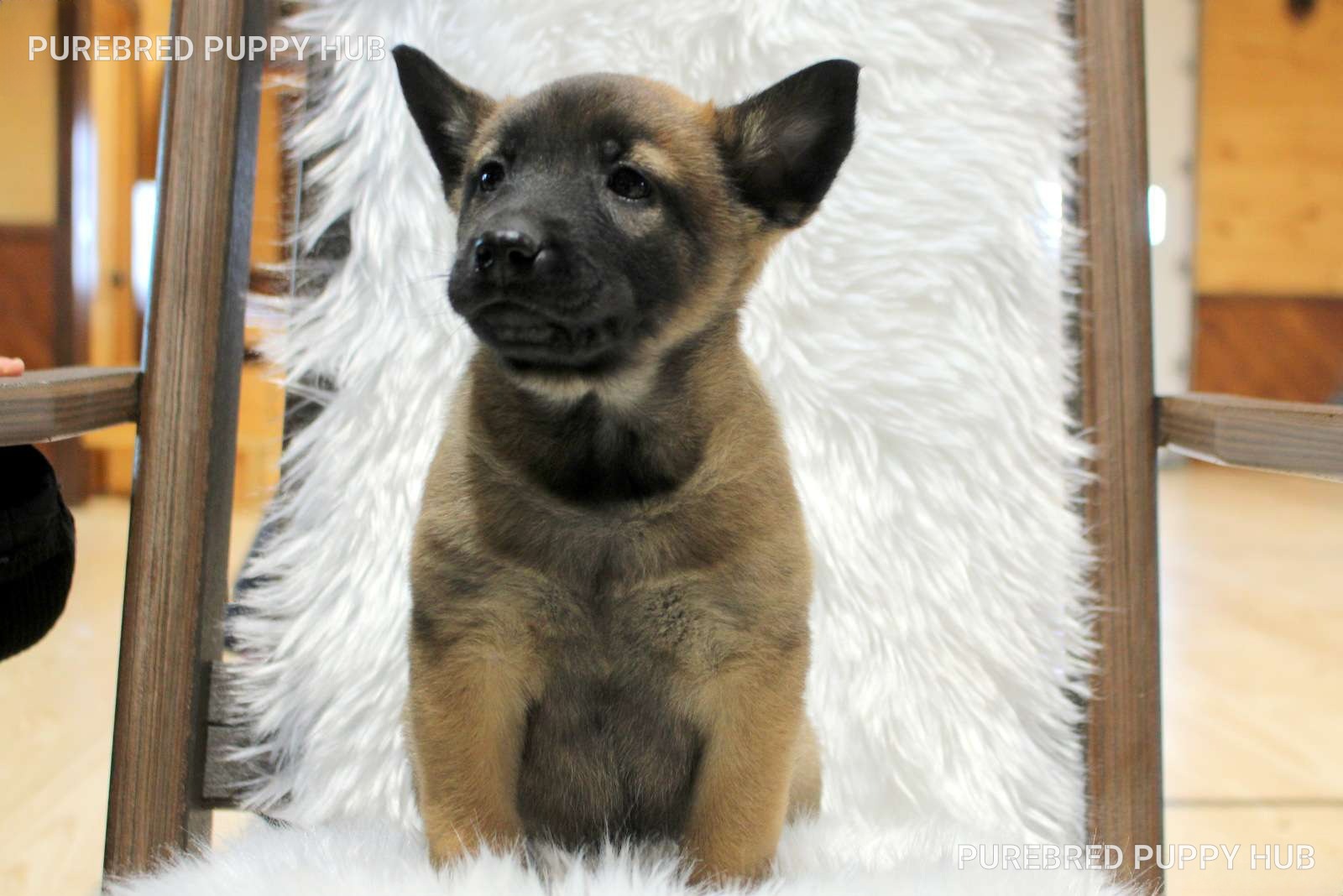 Thor - Belgian Malinois puppy