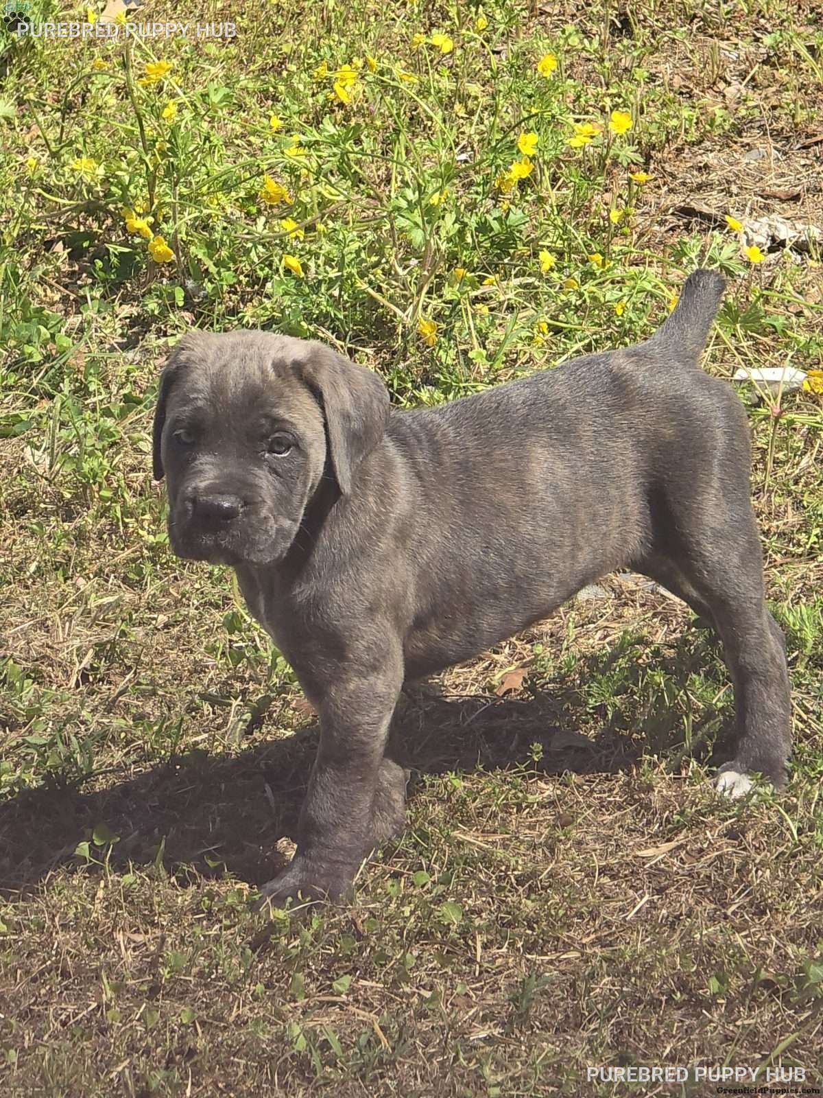 Athena - Cane Corso puppy