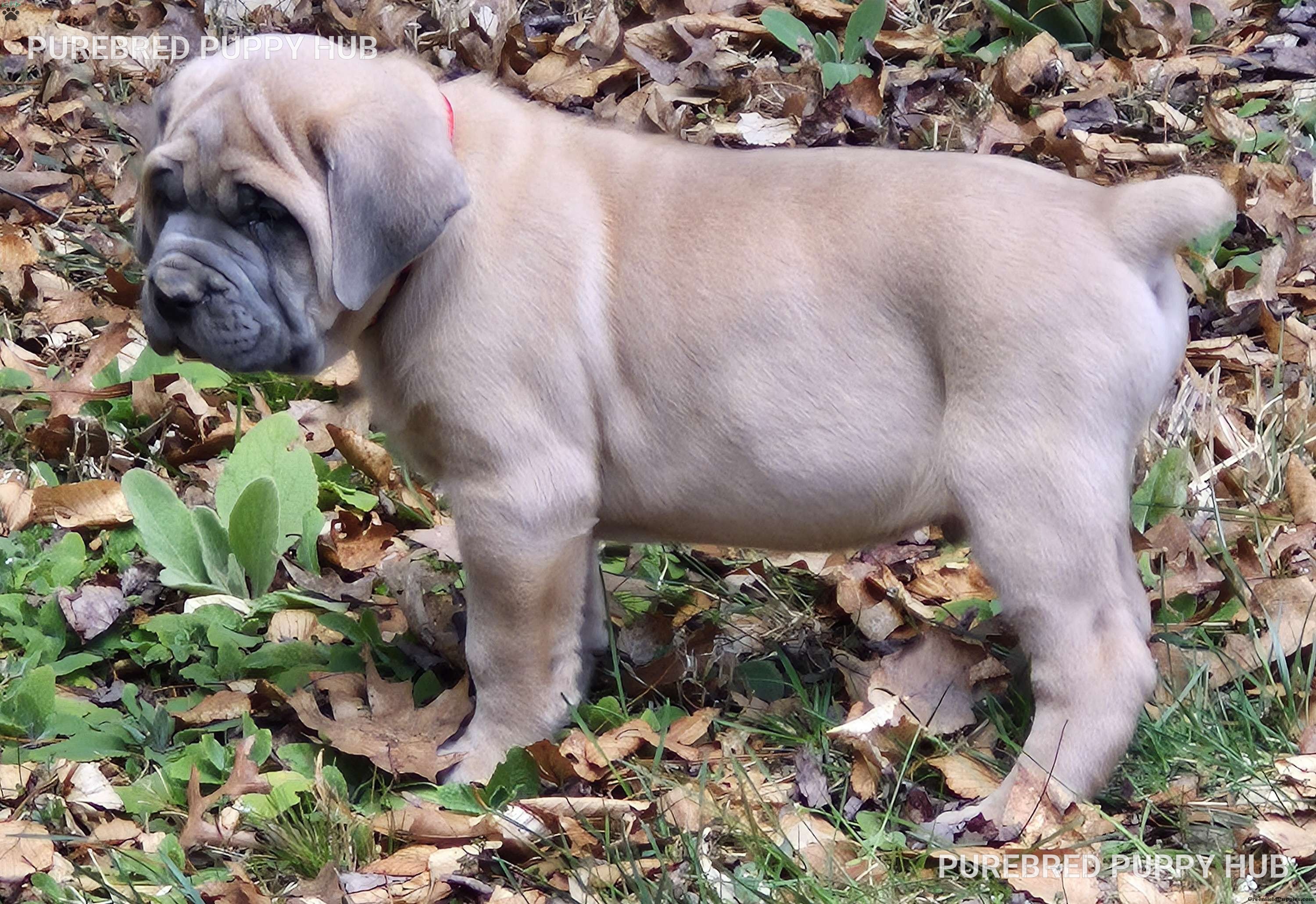 Rex - Cane Corso puppy