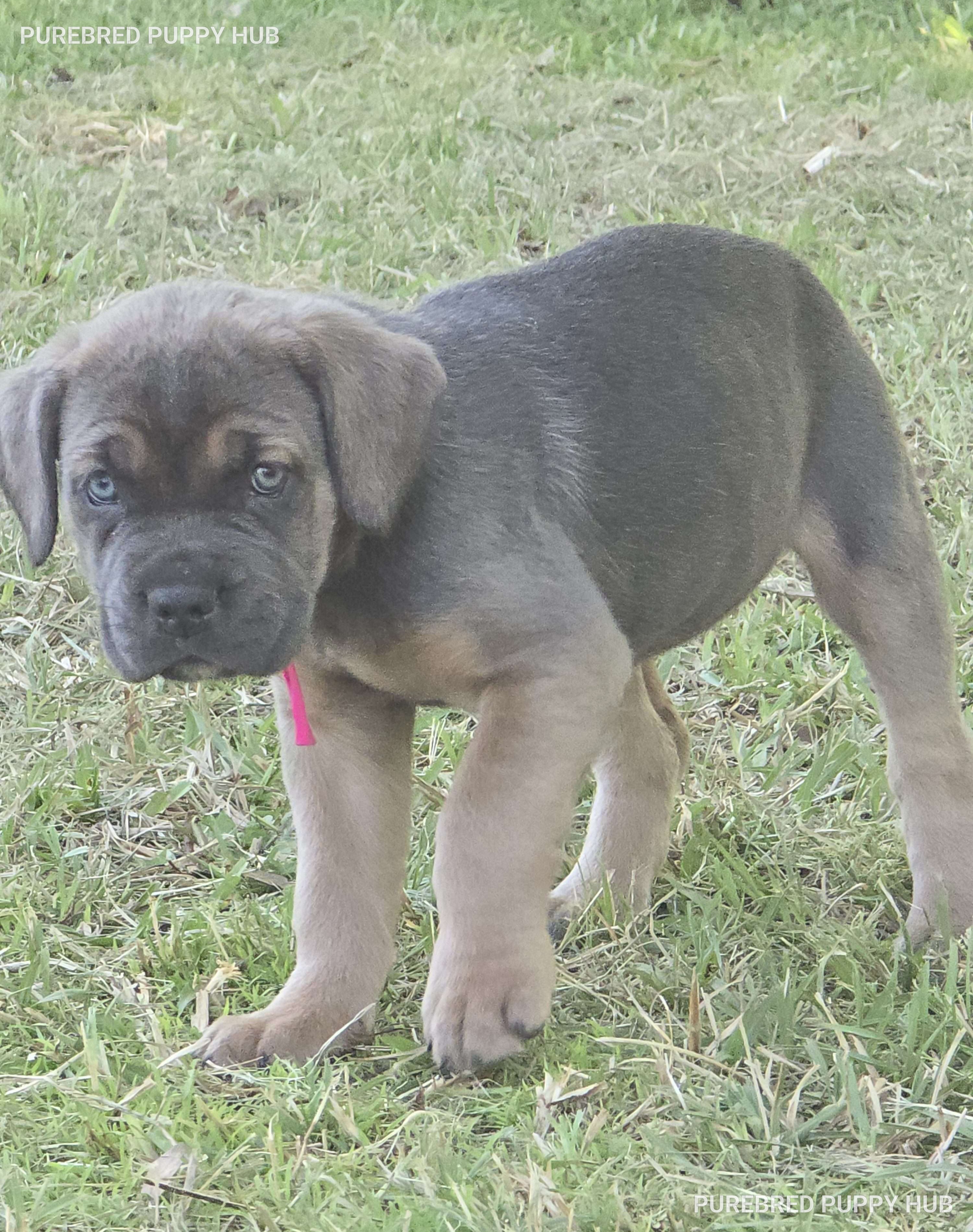 Stella - Cane Corso puppy
