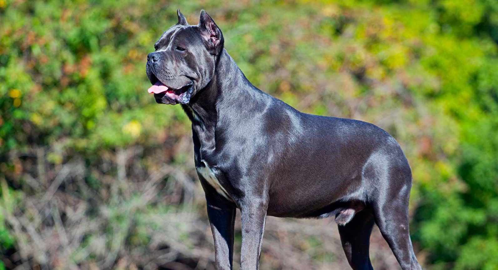 Cane Corso - ethically bred puppies