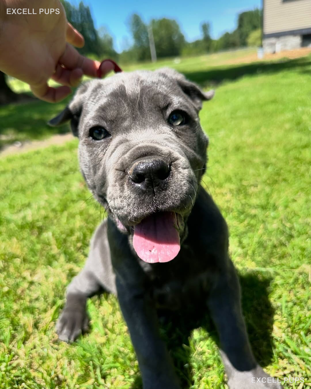 Marc  - Cane Corso puppy