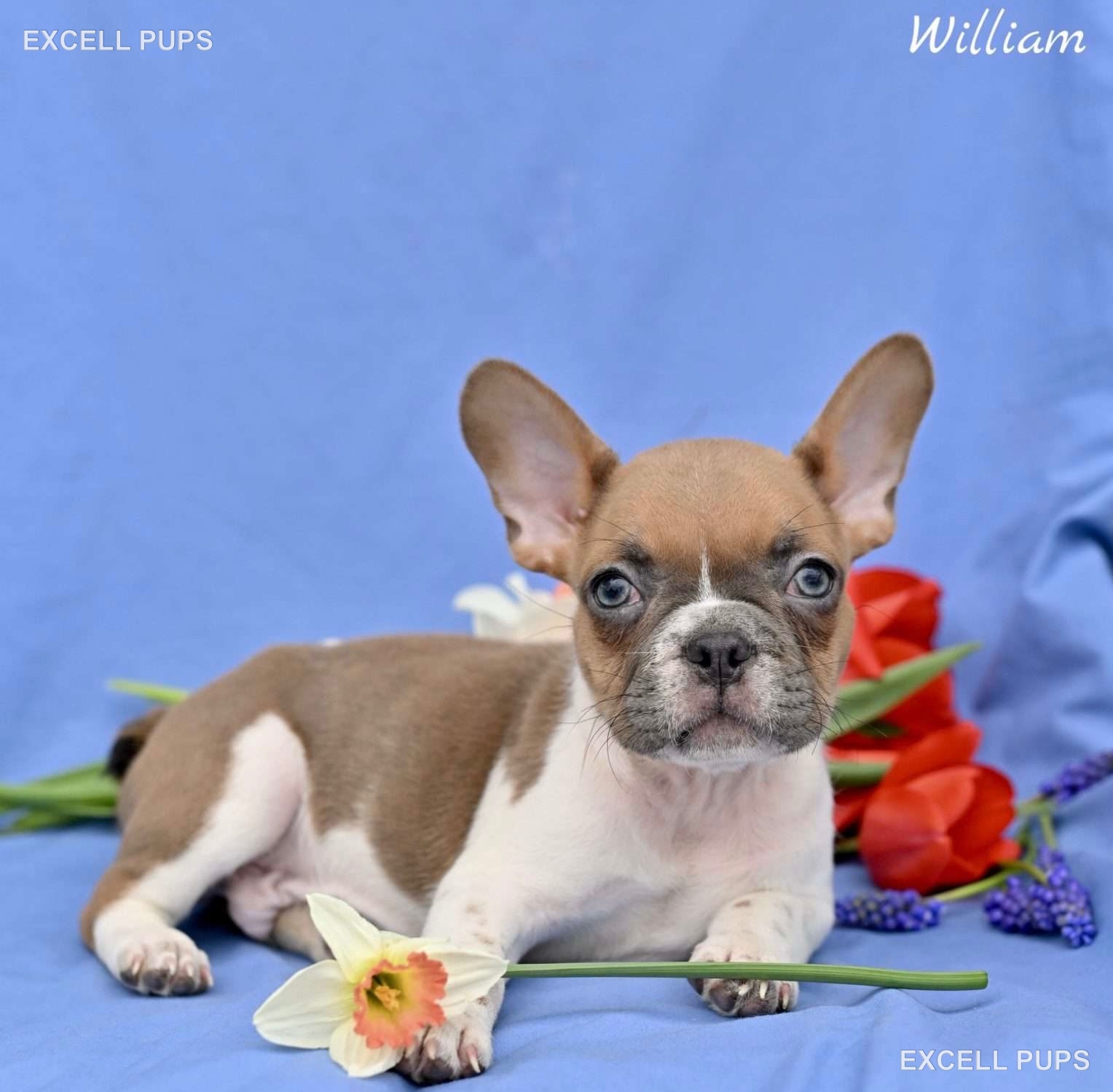 Williams  - French Bulldog puppy