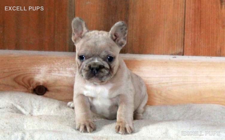 Bella - French Bulldog puppy
