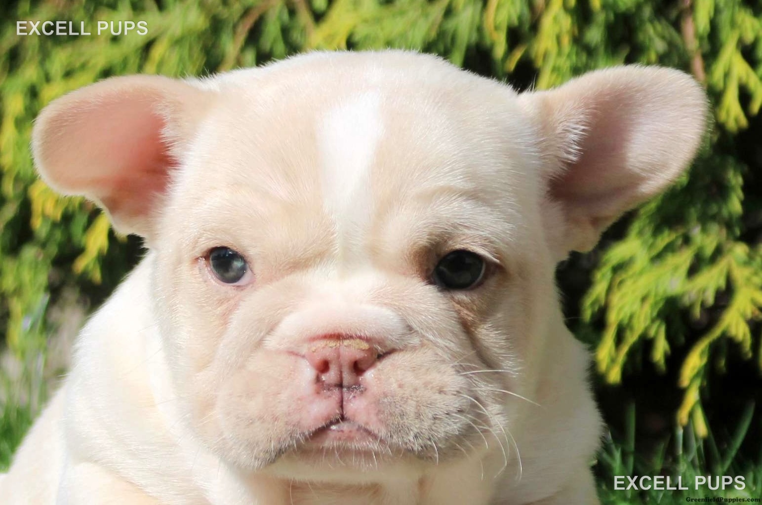Nala  - French Bulldog puppy