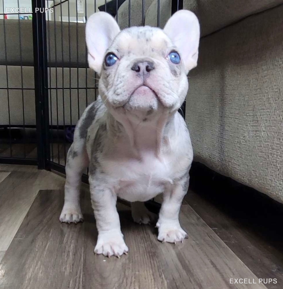Milo - French Bulldog puppy
