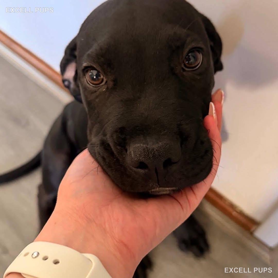 Zeus  - Cane Corso puppy