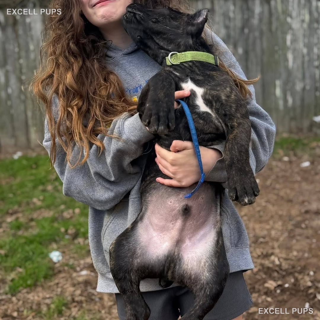 Rocky  - Cane Corso puppy
