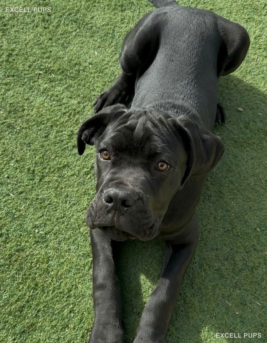 Mike  - Cane Corso puppy