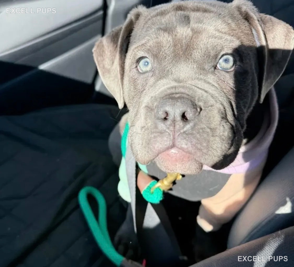 Zara  - Cane Corso puppy