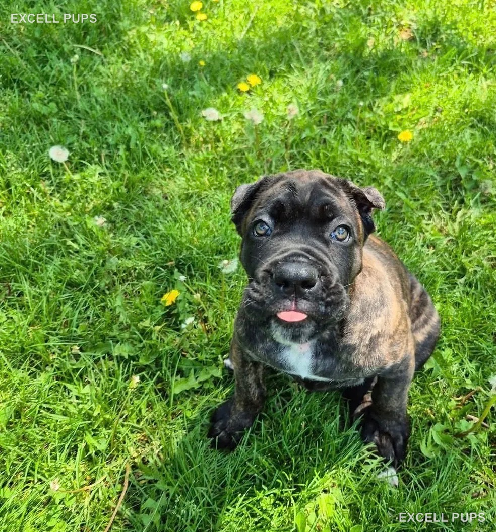 Rex  - Cane Corso puppy