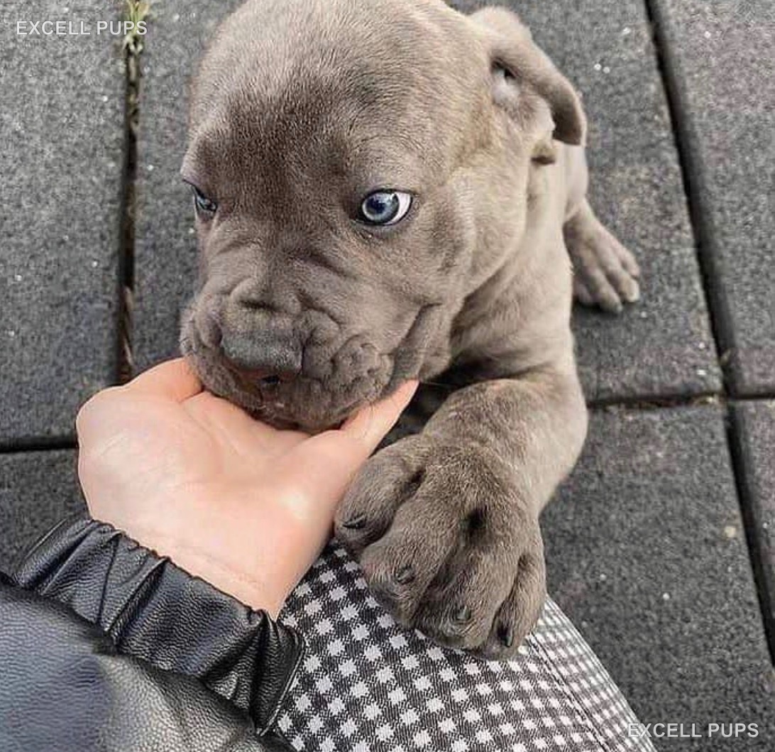 Dean - Cane Corso puppy