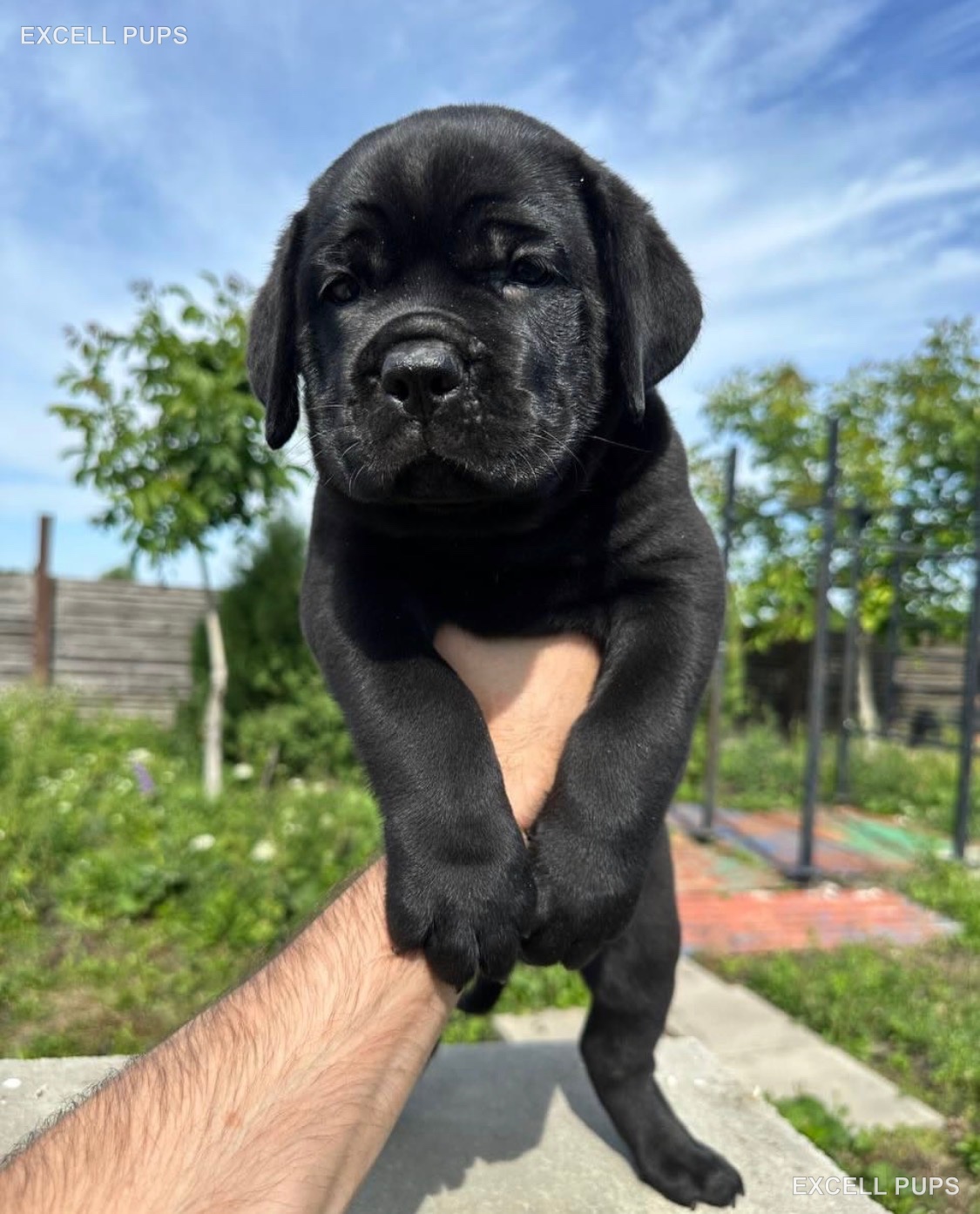 Tank  - Cane Corso puppy