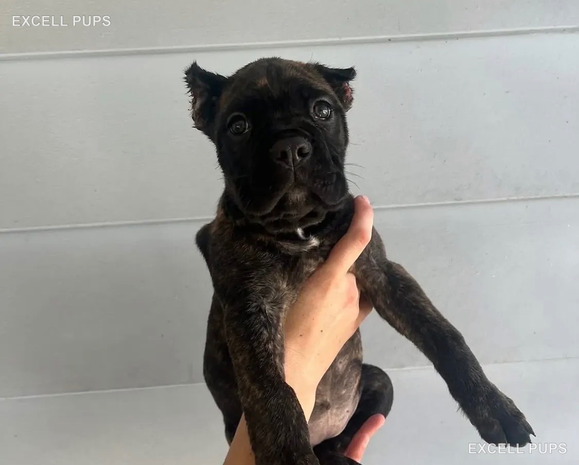 Milo - Cane Corso puppy