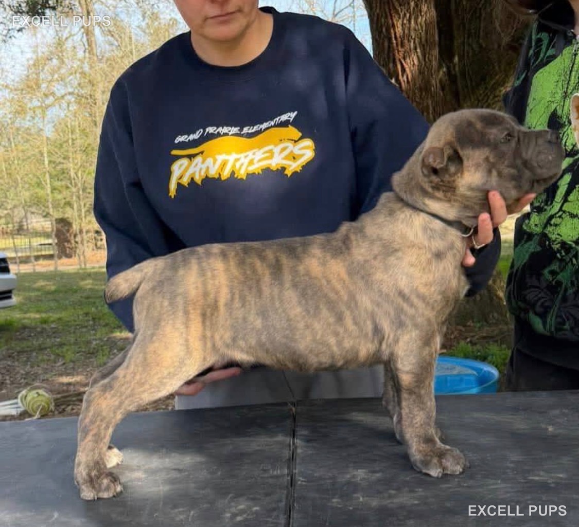 Luis  - Cane Corso puppy
