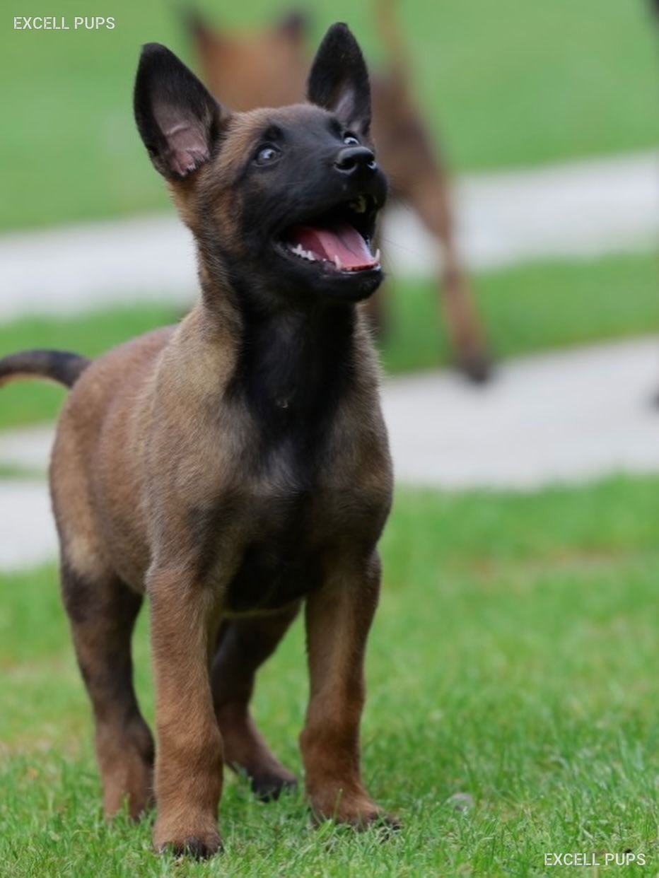 Stella - Belgian Malinois puppy