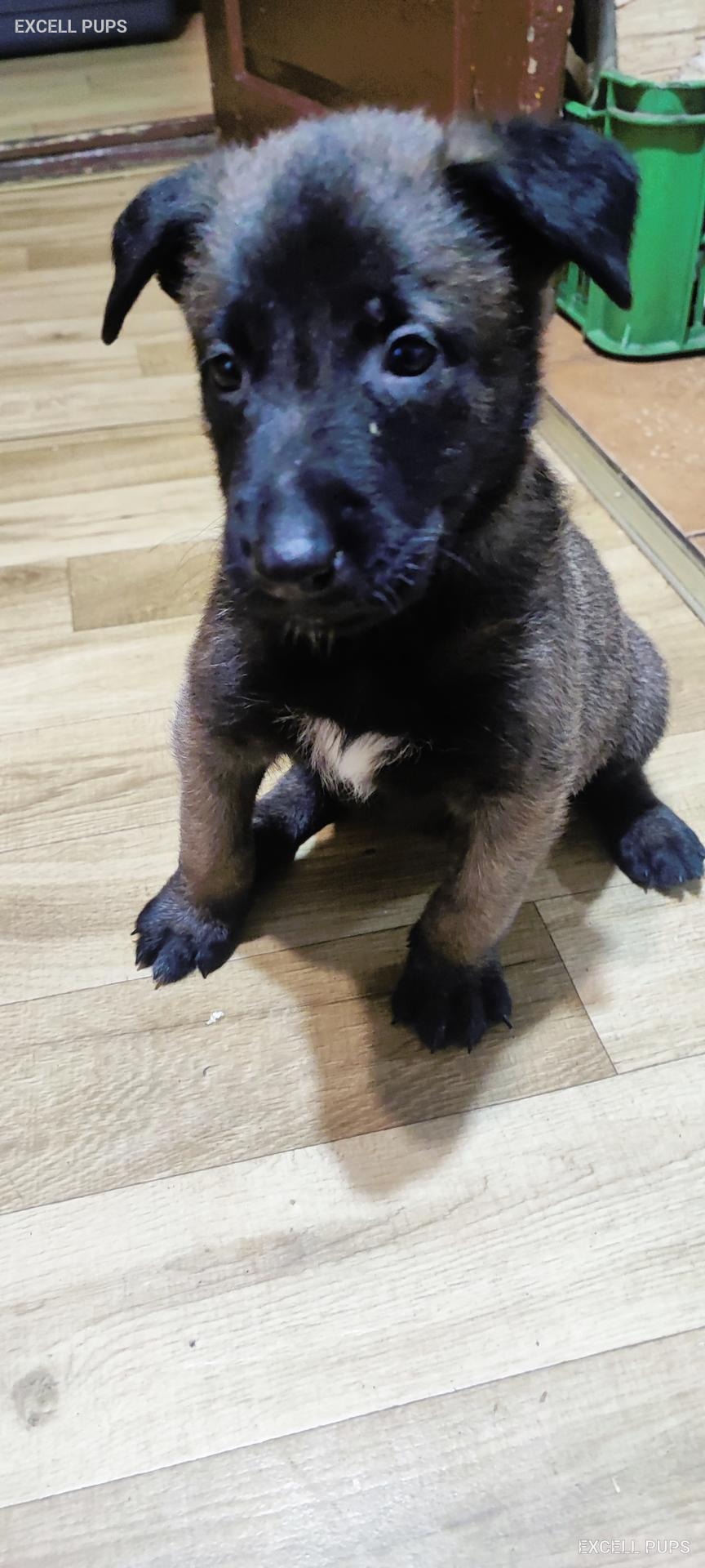 Rex - Belgian Malinois puppy