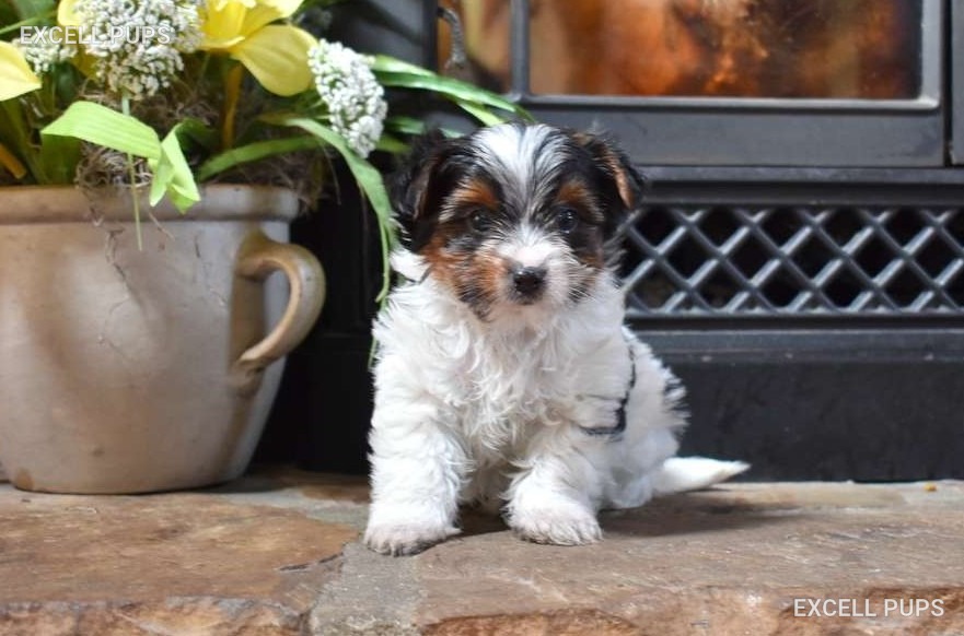 Pixie - Biewer Terrier puppy