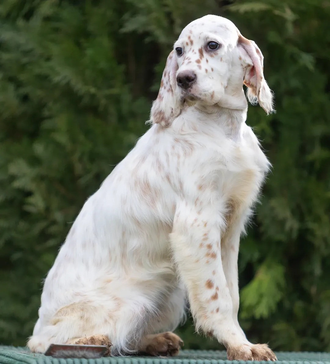 English Setter puppies for sale at Excell Pups — ethically bred, health-guaranteed