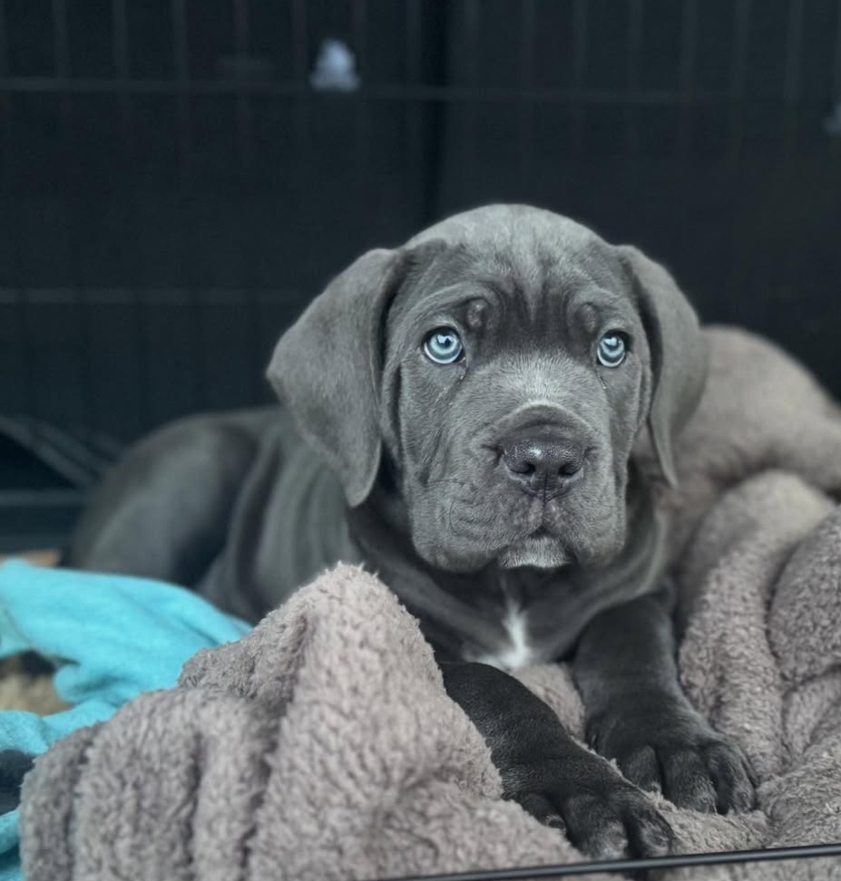 Cane Corso puppies for sale at Excell Pups — ethically bred, health-guaranteed