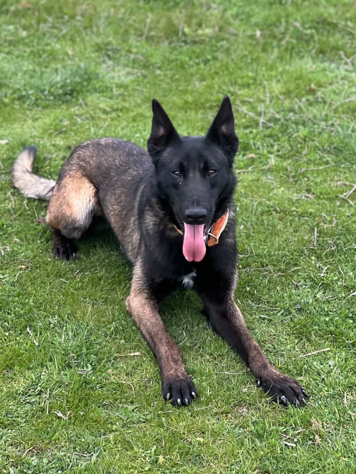 Belgian Malinois puppies for sale at Excell Pups — ethically bred, health-guaranteed