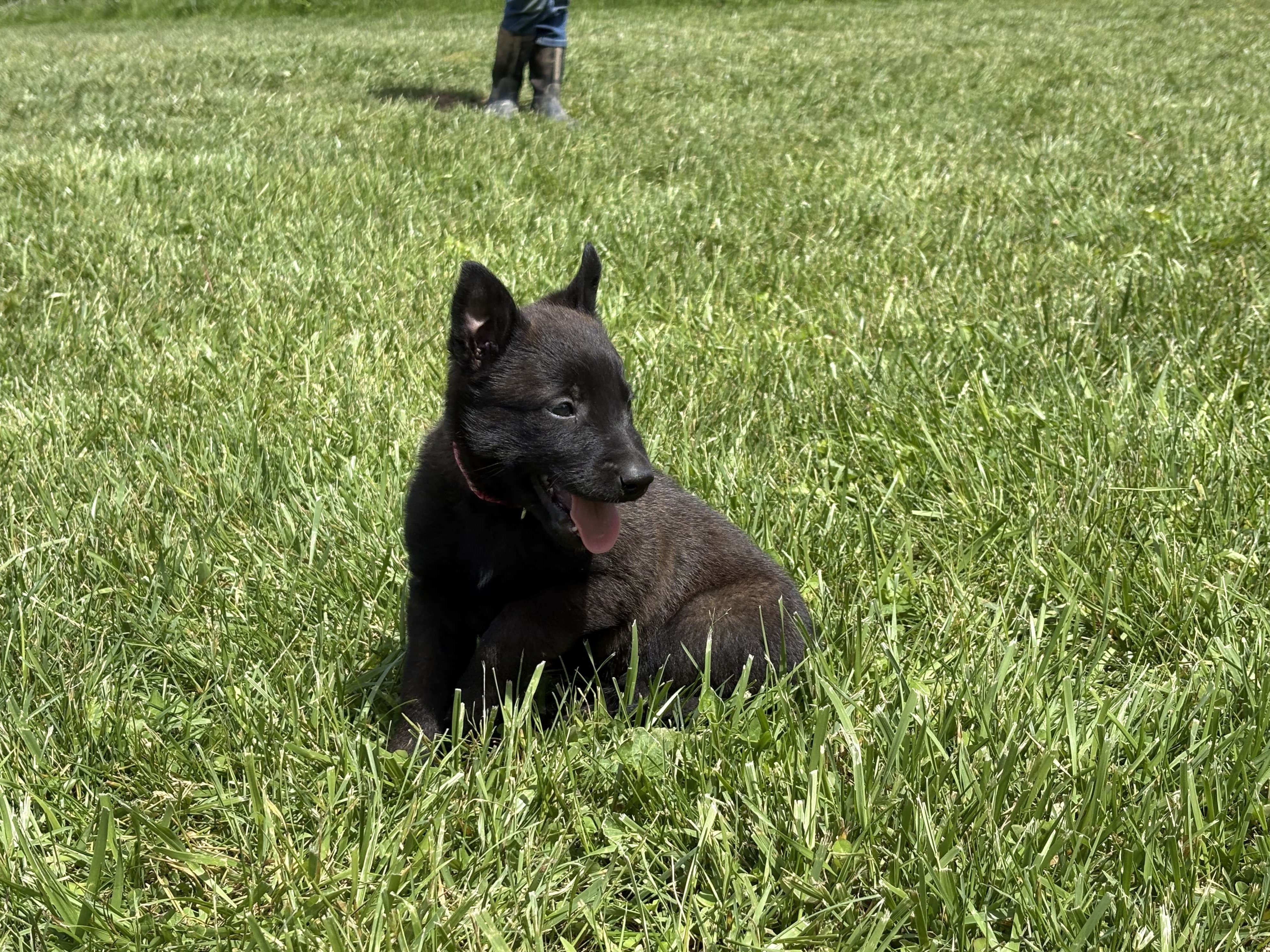 Juneau - Belgian Malinois puppy
