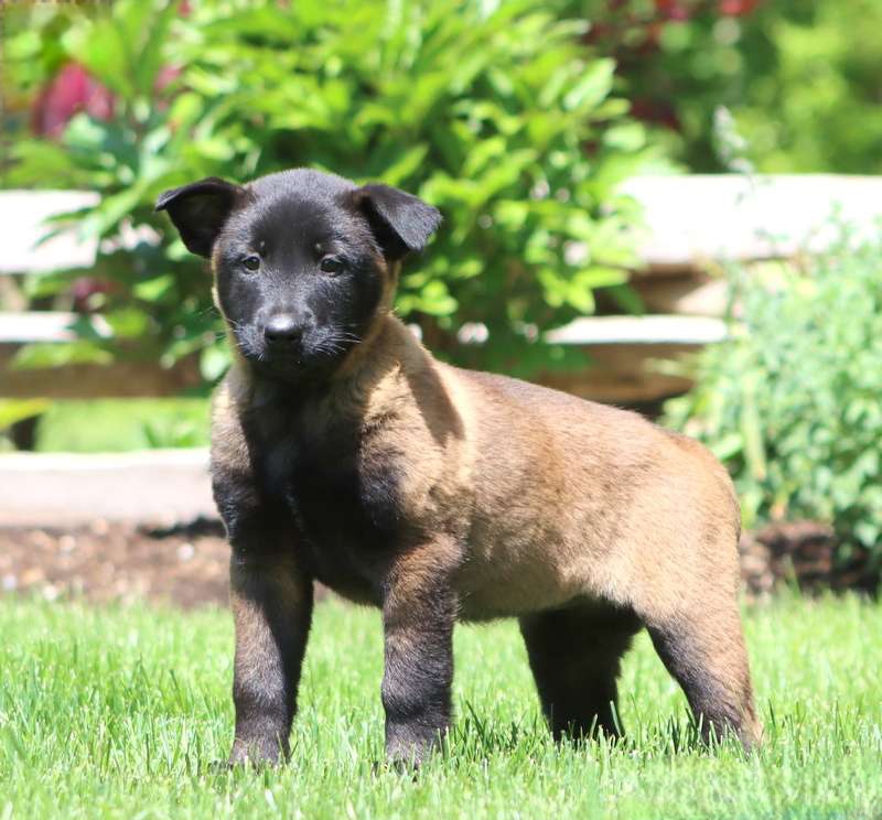 Brooke - Belgian Malinois puppy