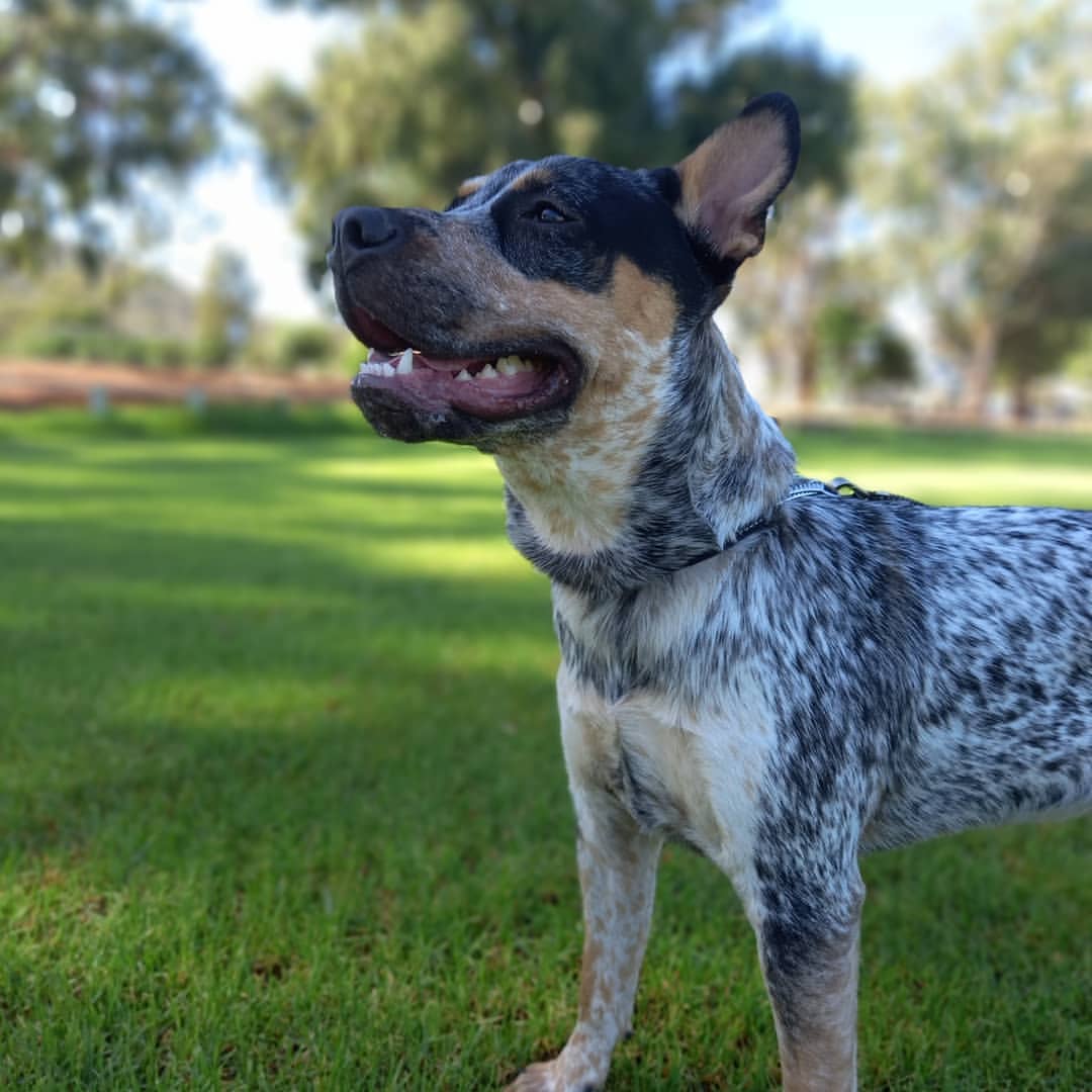 Australian Cattle Dog puppies for sale at Excell Pups — ethically bred, health-guaranteed