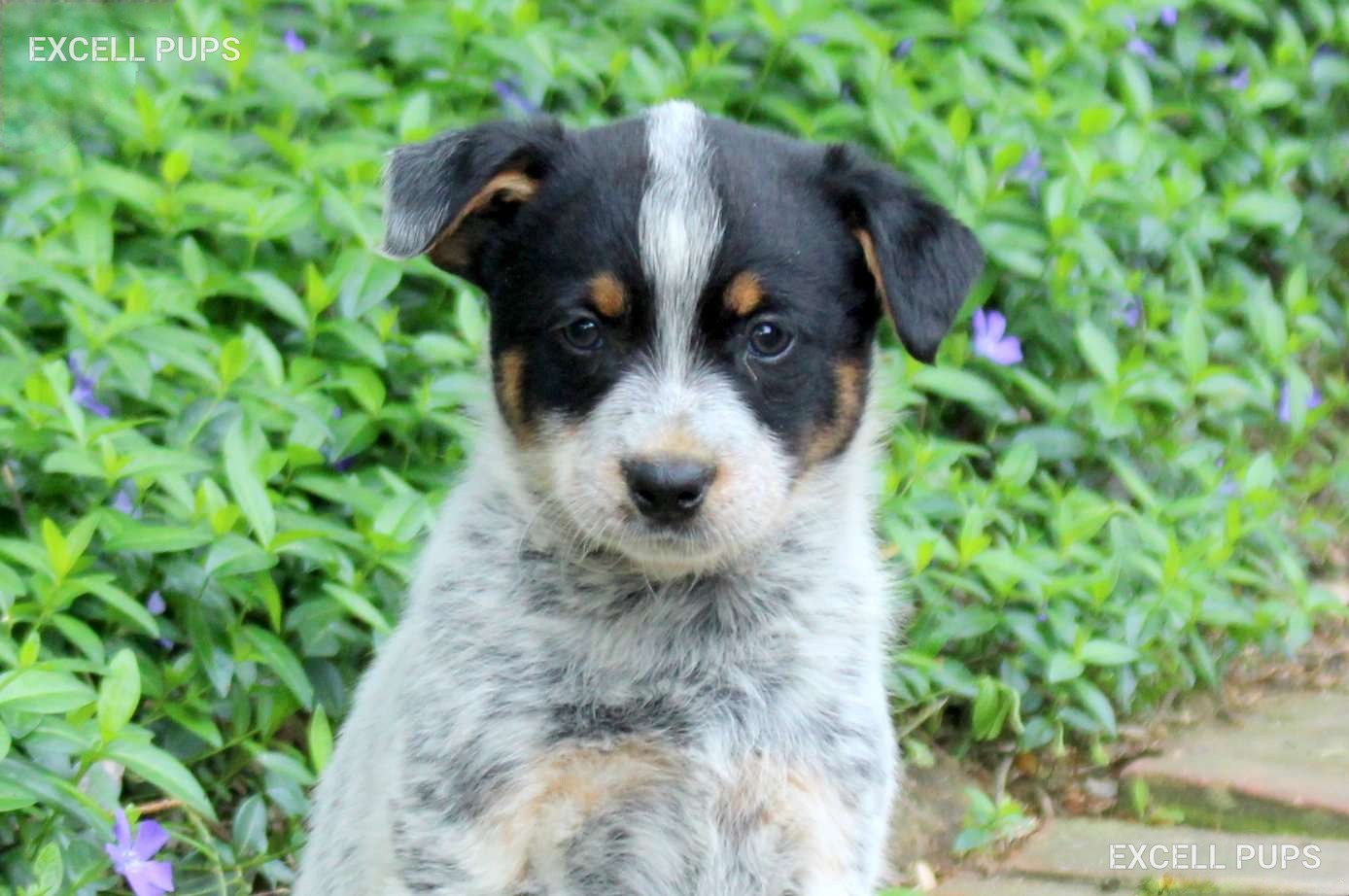 Freya - Australian Cattle Dog puppy