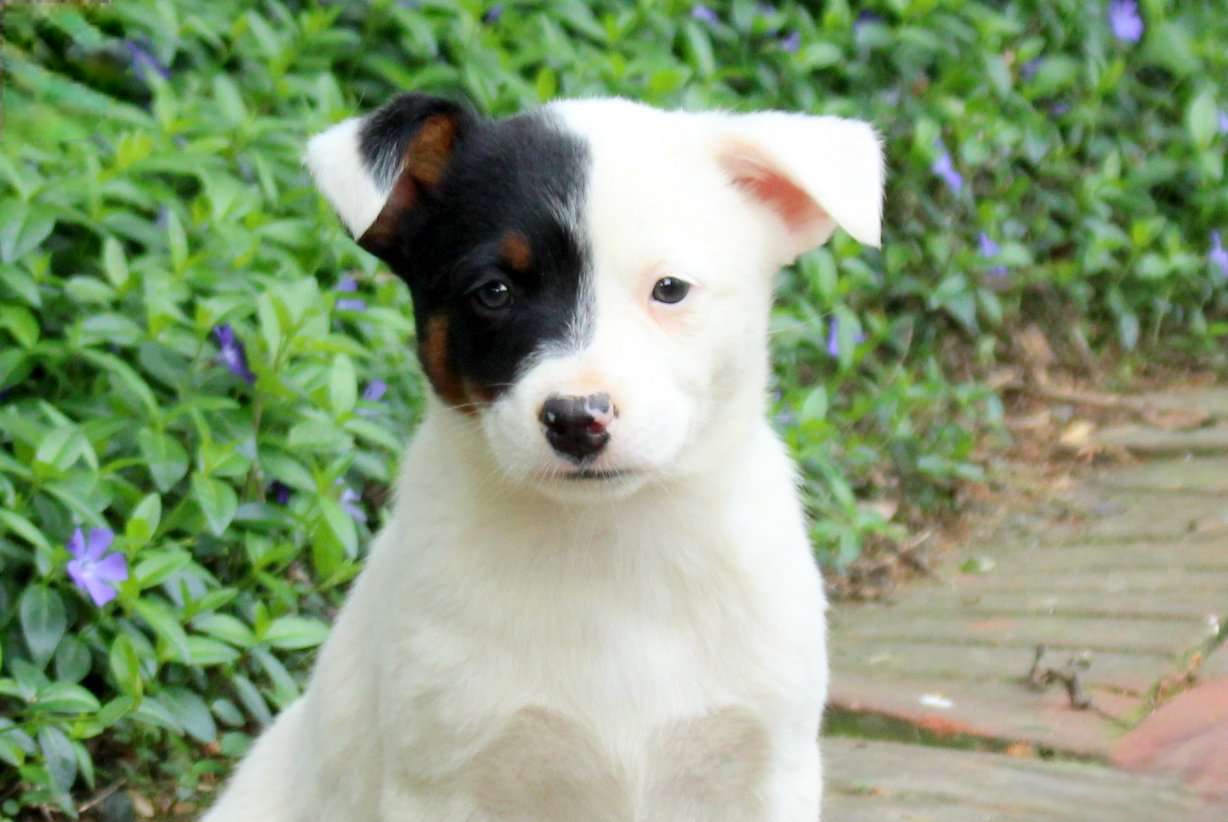Fig - Australian Cattle Dog puppy