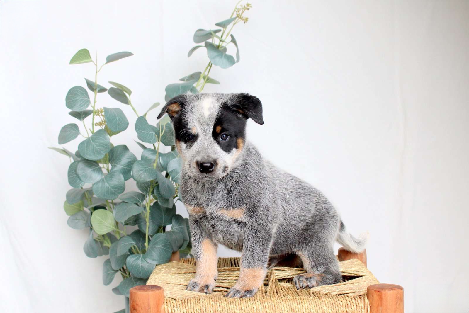 Scout - Australian Cattle Dog puppy