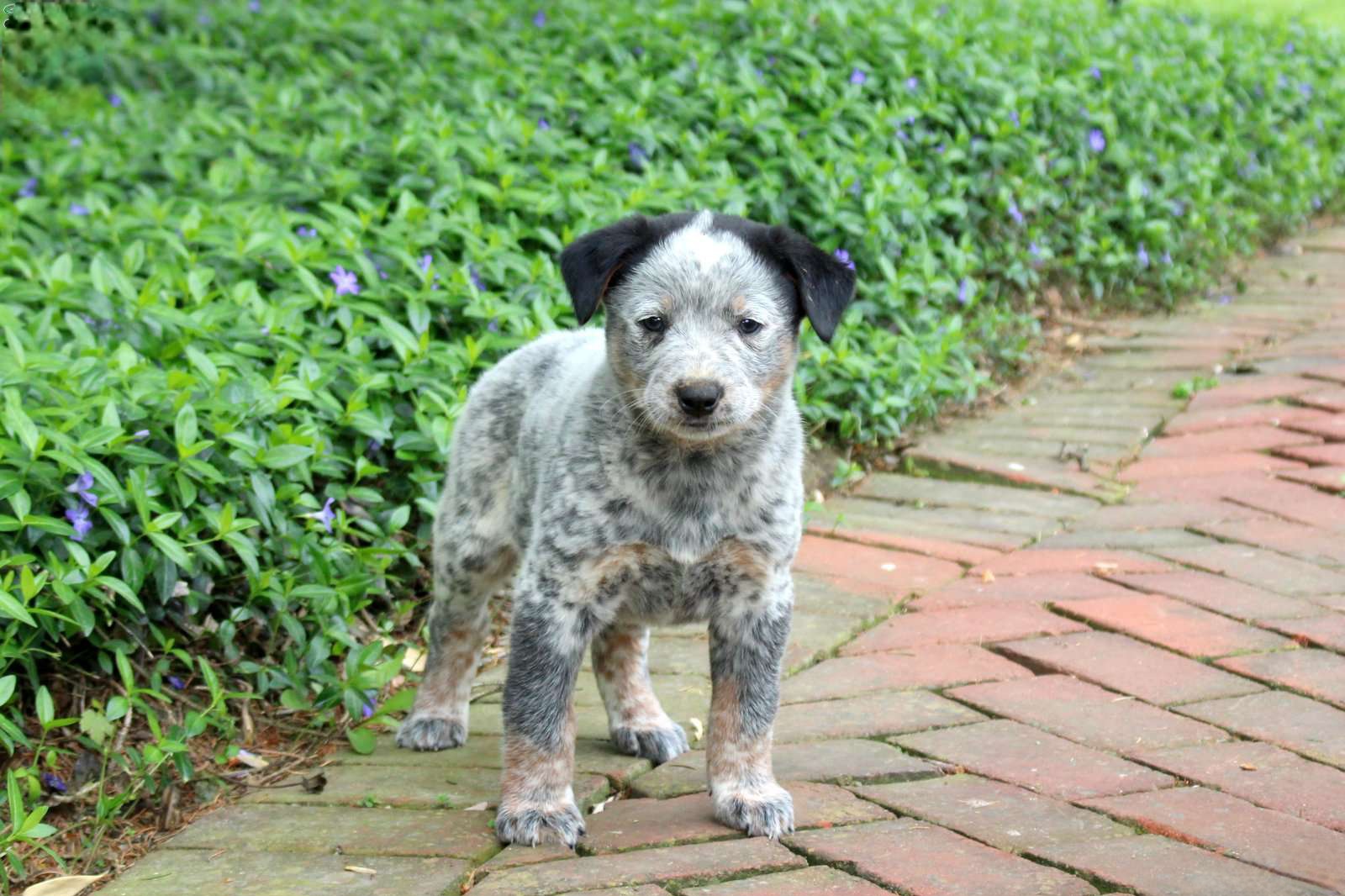 Frankie - Australian Cattle Dog puppy