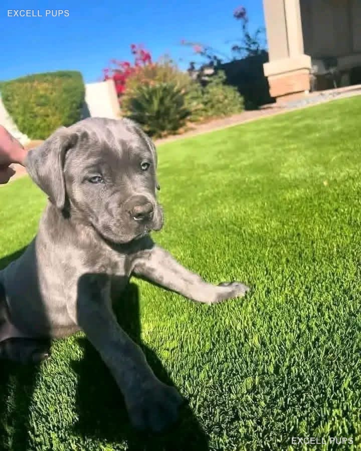 Stella - Cane Corso puppy