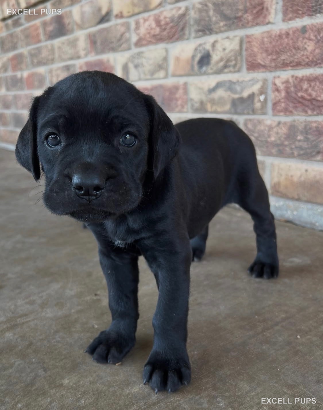 Titan - Cane Corso puppy