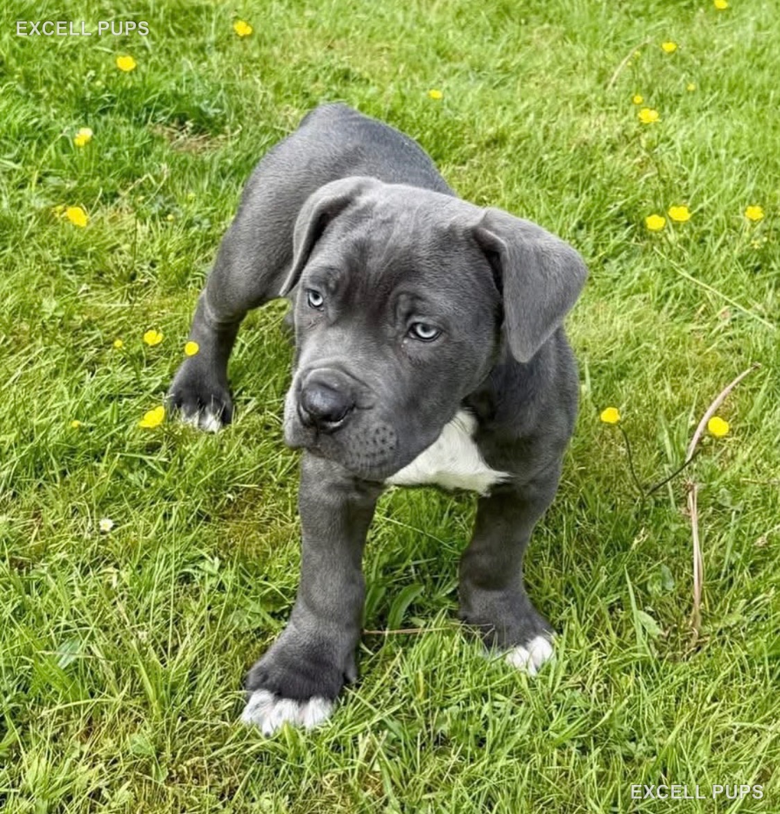 Athena - Cane Corso puppy