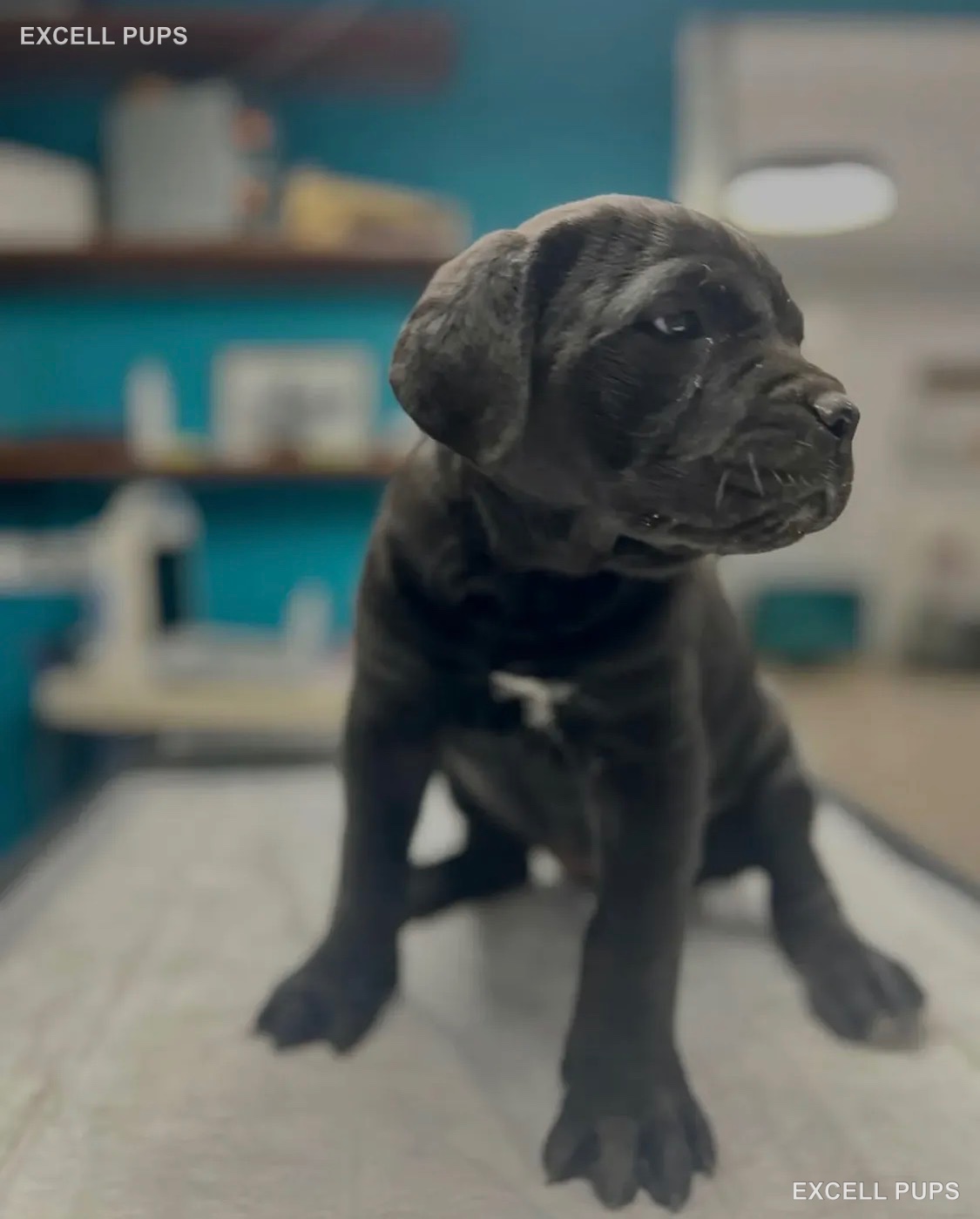 Rex - Cane Corso puppy