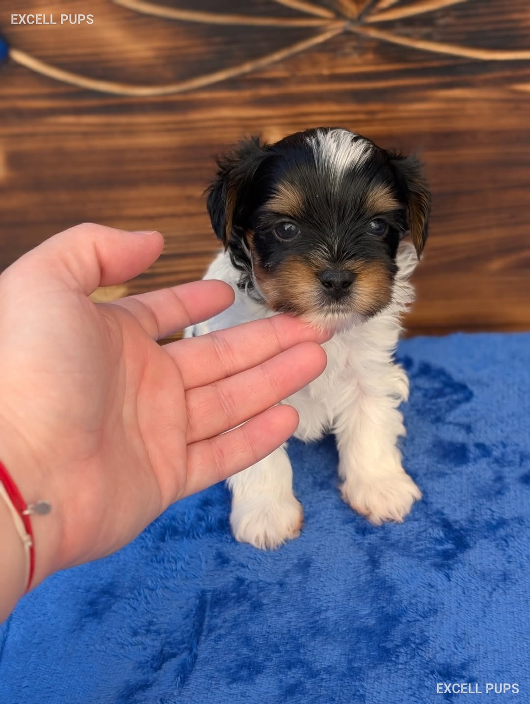 Pixie - Biewer Terrier puppy