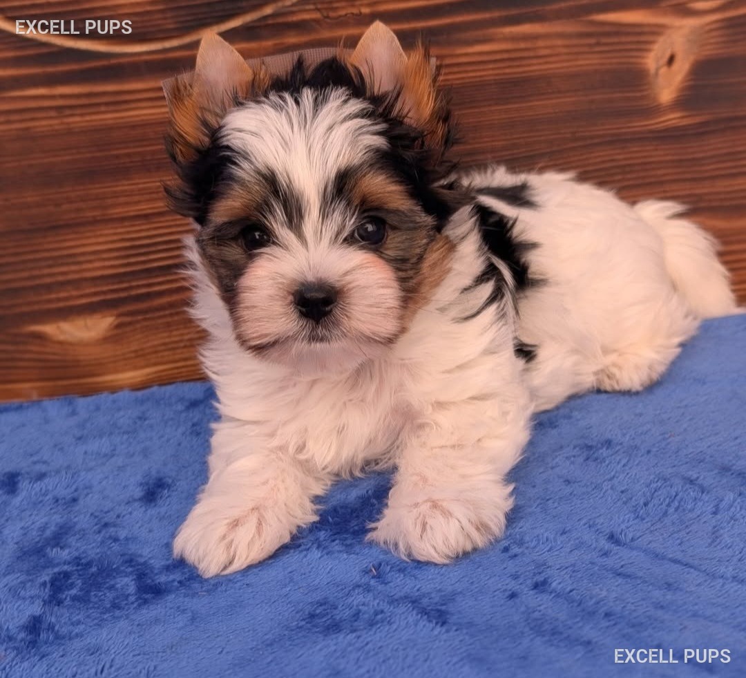 Mochi - Biewer Terrier puppy