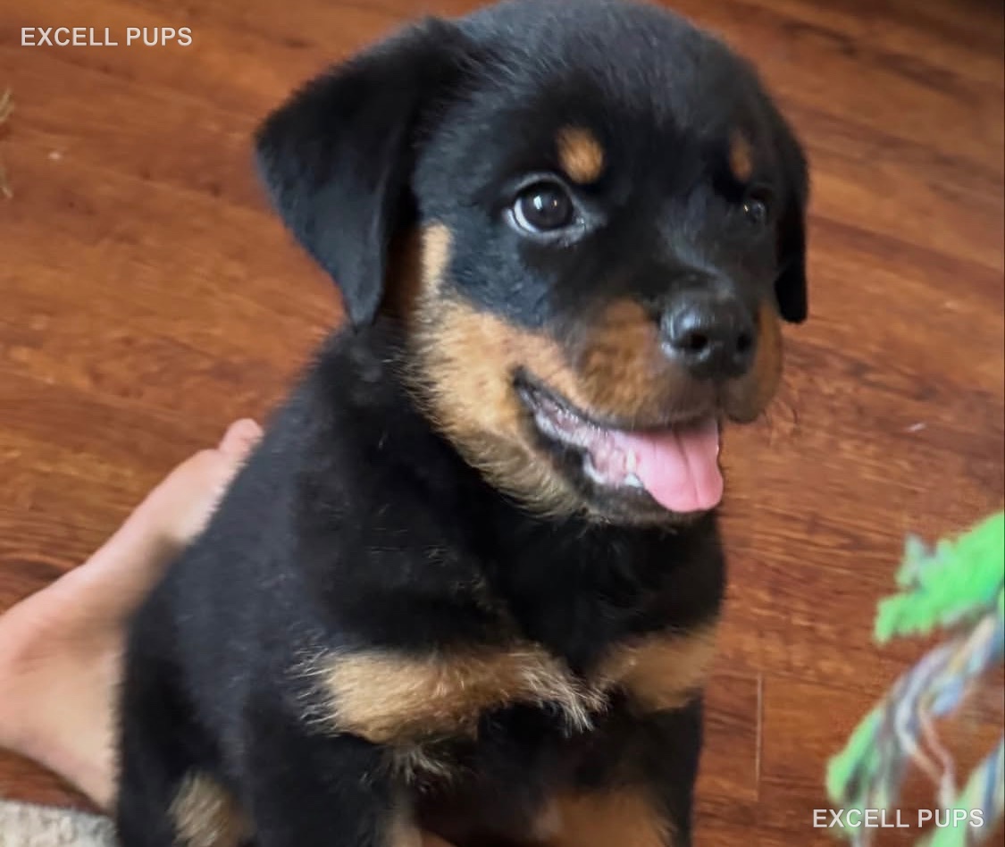 Luna - Rottweiler puppy