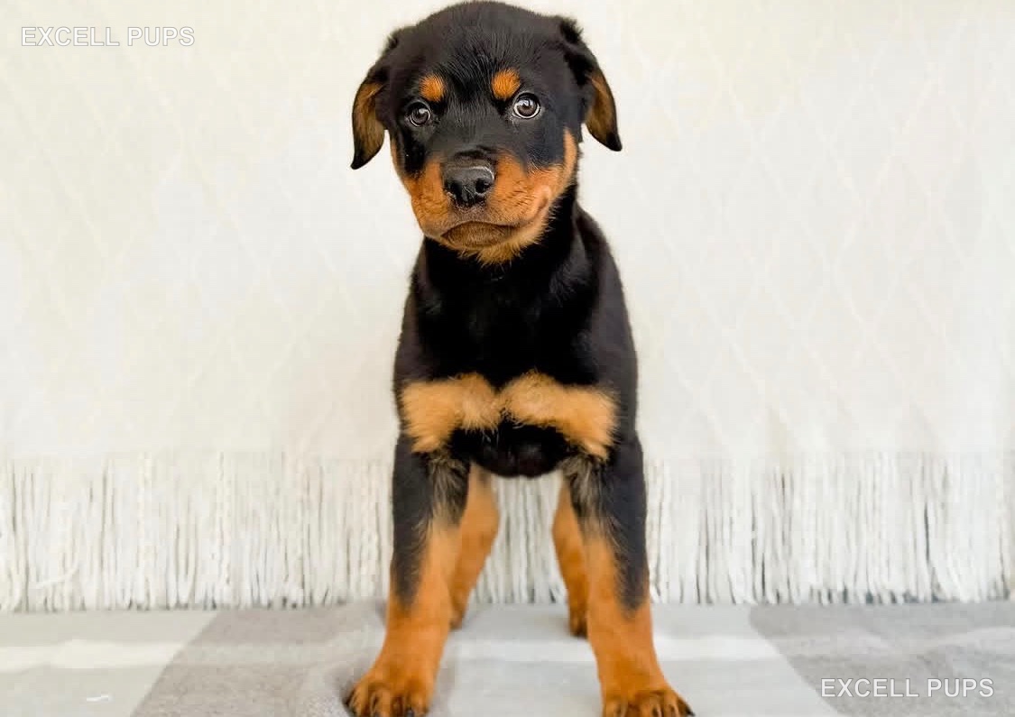 Rex  - Rottweiler puppy