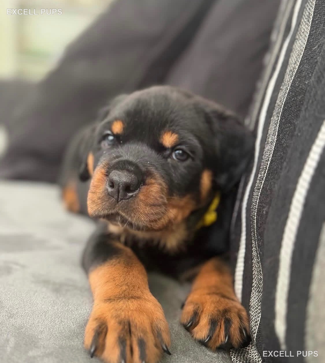 Athena - Rottweiler puppy