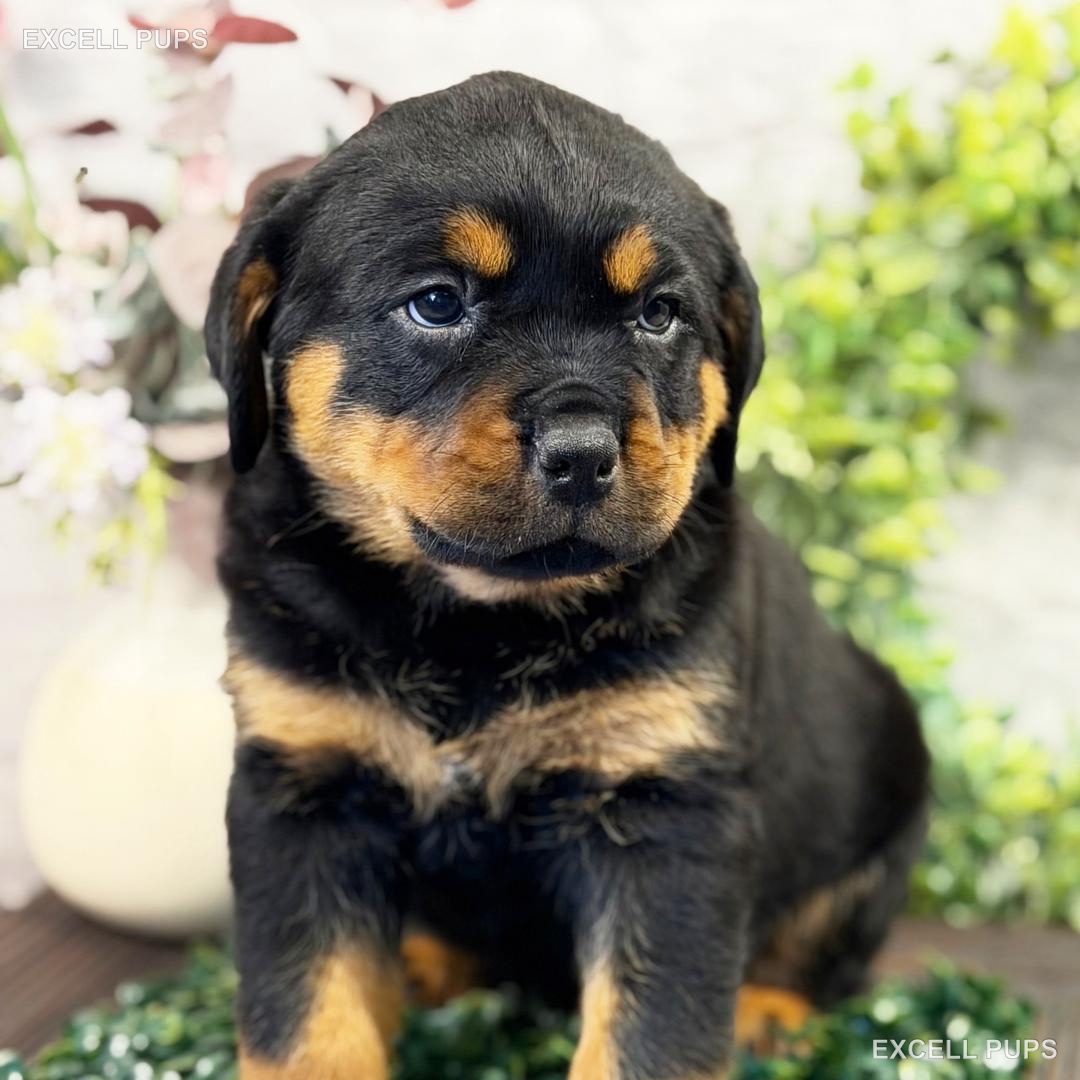 Riki  - Rottweiler puppy