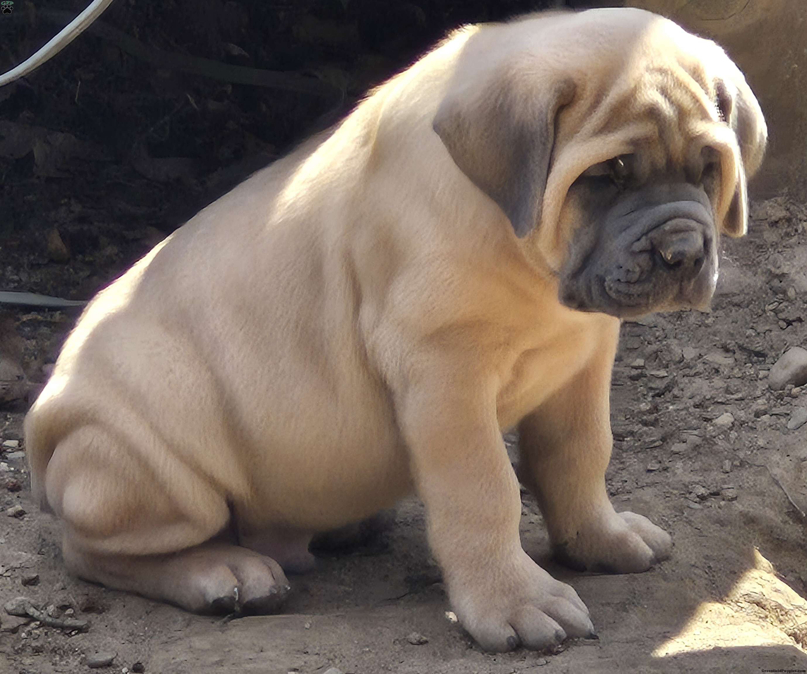The Complete Guide to French Bulldog Care: Health, Diet & Exercise