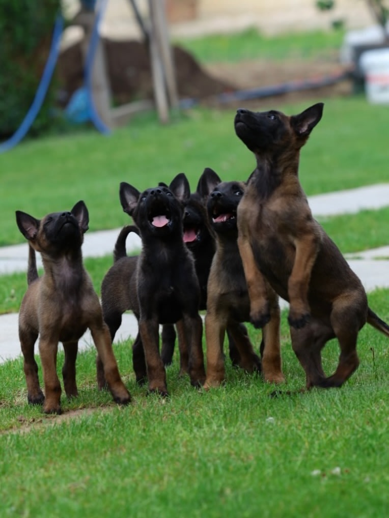 Belgian Malinois for First-Time Owners: What You Need to Know