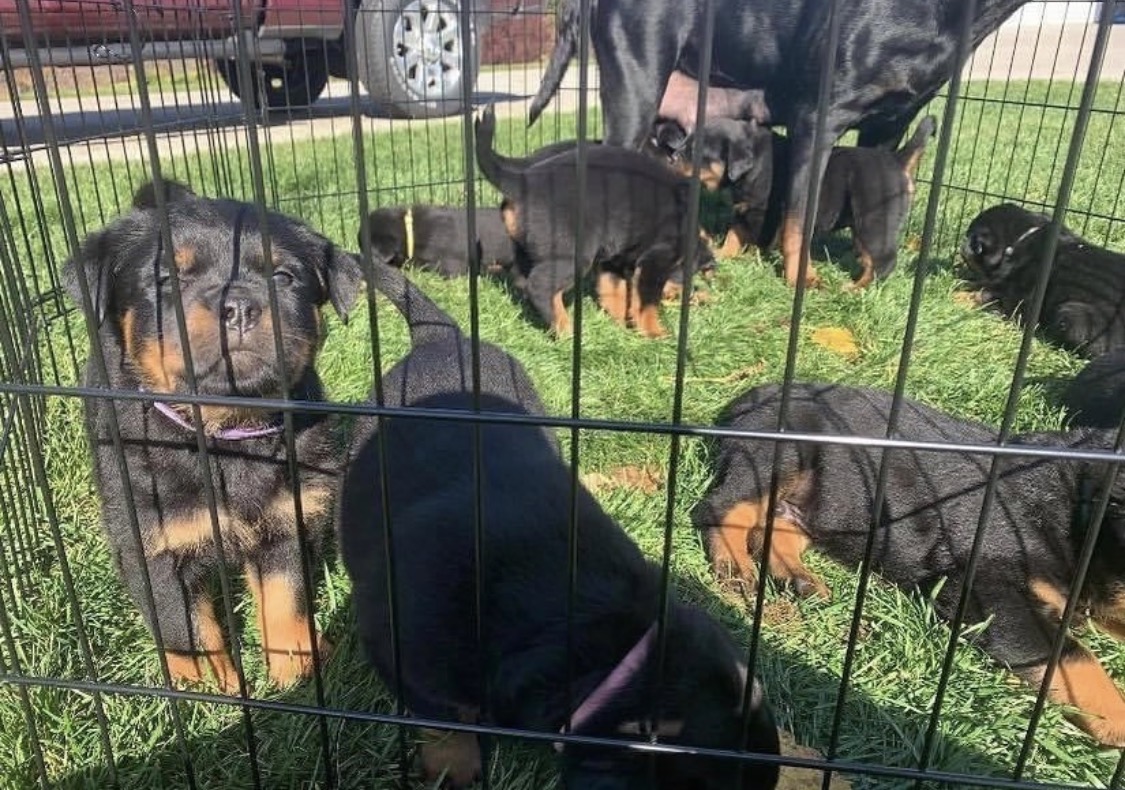 Rottweiler puppies for sale at Excell Pups — ethically bred, health-guaranteed